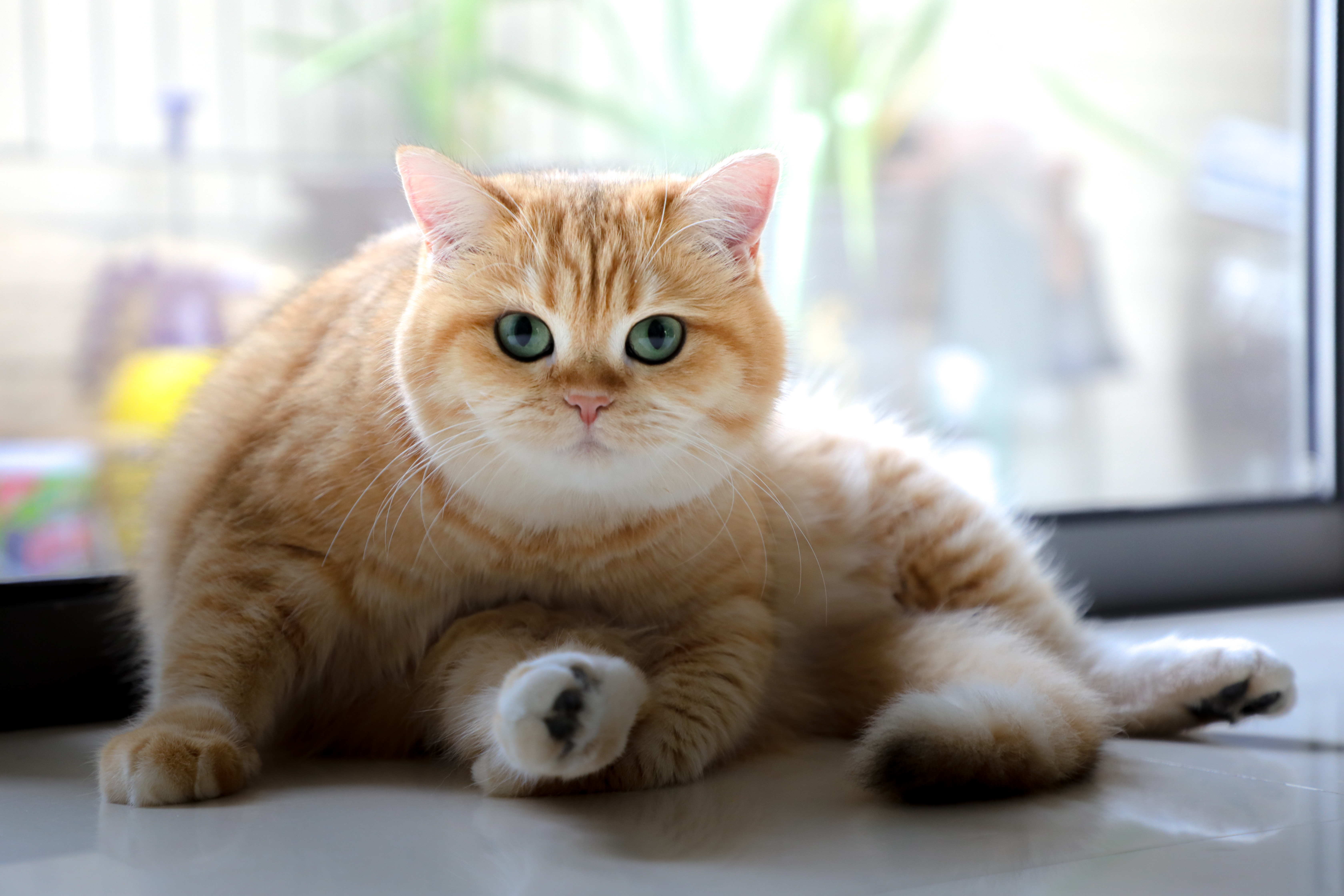 Homeopathie voor dieren